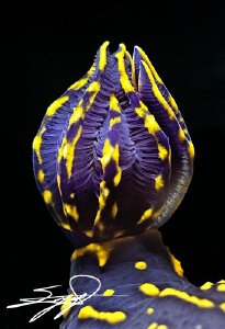 The gills of Cryptobranch dorid nudibranch "Hypselodoris ... by Nicholas Samaras 